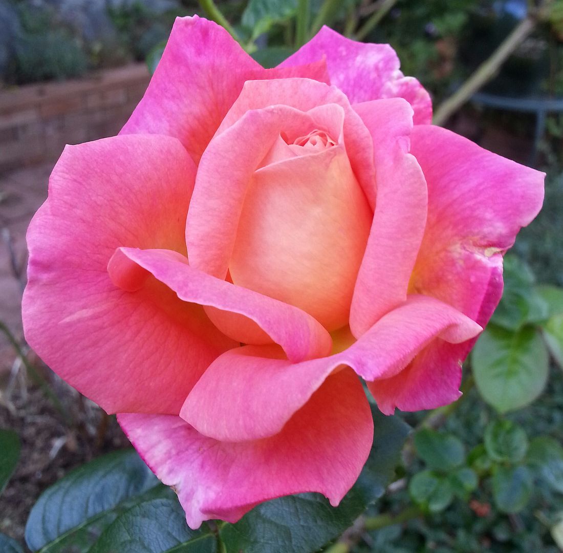  photo 20140928_164422-1_zpsawpjpktz.jpg